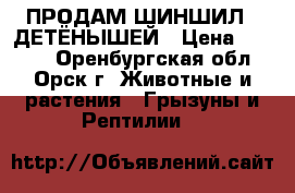 ПРОДАМ ШИНШИЛ   ДЕТЁНЫШЕЙ › Цена ­ 1 500 - Оренбургская обл., Орск г. Животные и растения » Грызуны и Рептилии   
